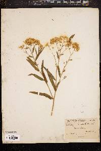 Solidago graminifolia image