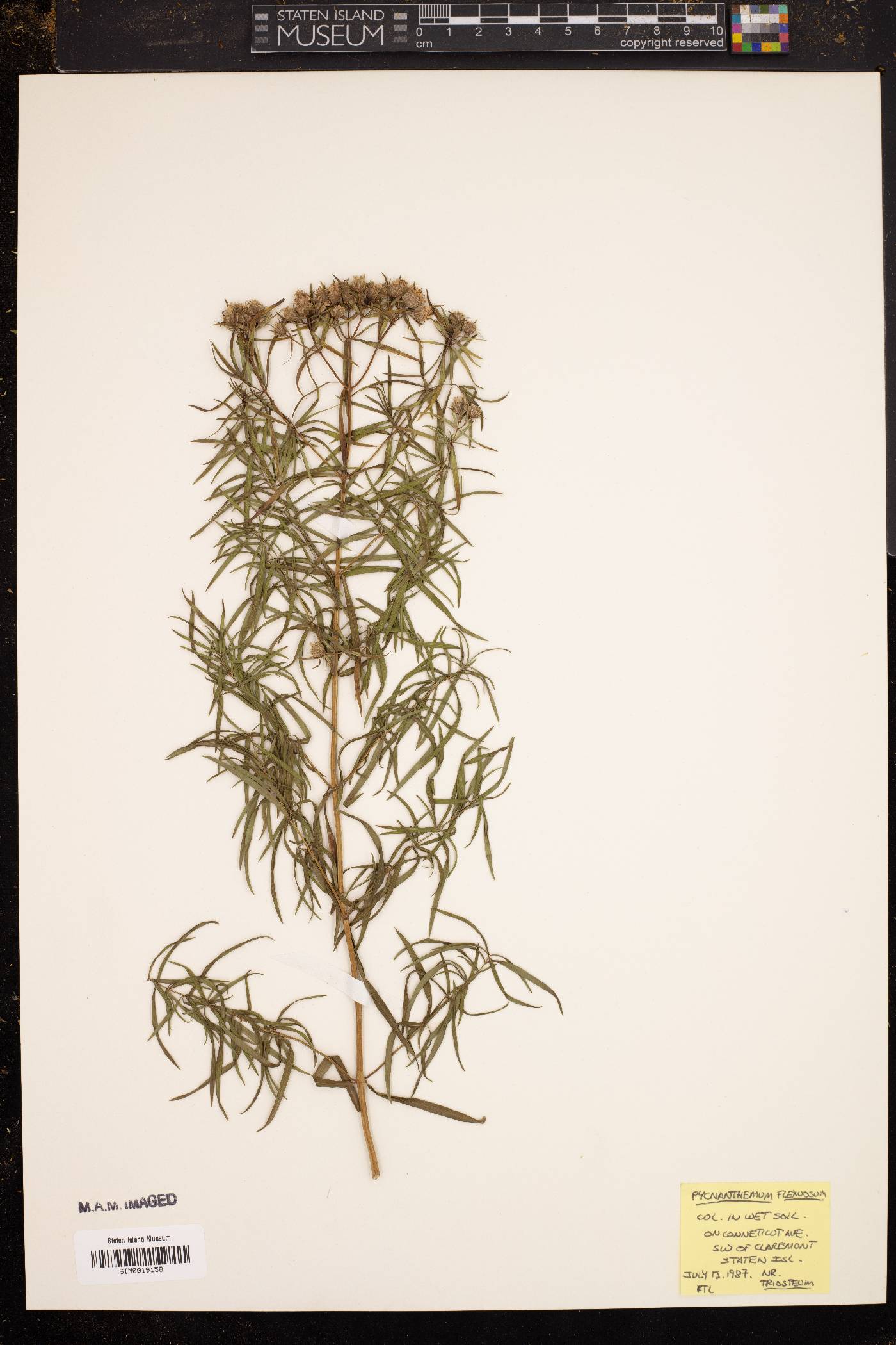 Pycnanthemum flexuosum image