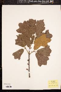 Image of Quercus x brittonii