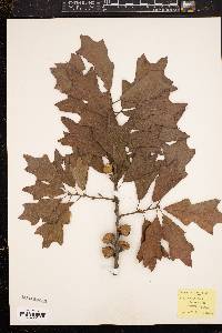 Quercus ilicifolia image