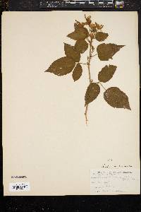 Image of Rubus nigrobaccus