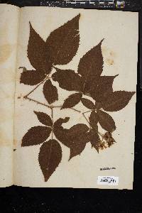 Rubus subuniflorus image