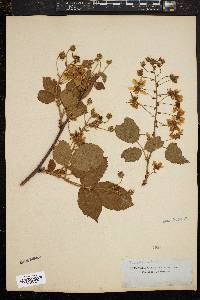 Image of Rubus villosus