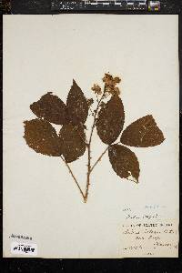 Rubus nigrobaccus image
