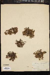 Image of Usnea barbata