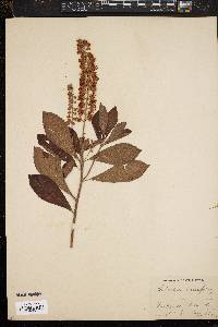 Clethra alnifolia image