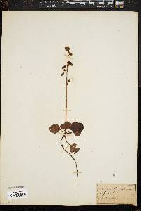 Pyrola chlorantha image