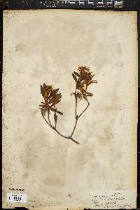 Rhododendron groenlandicum image