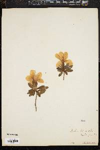 Rhododendron ripense image