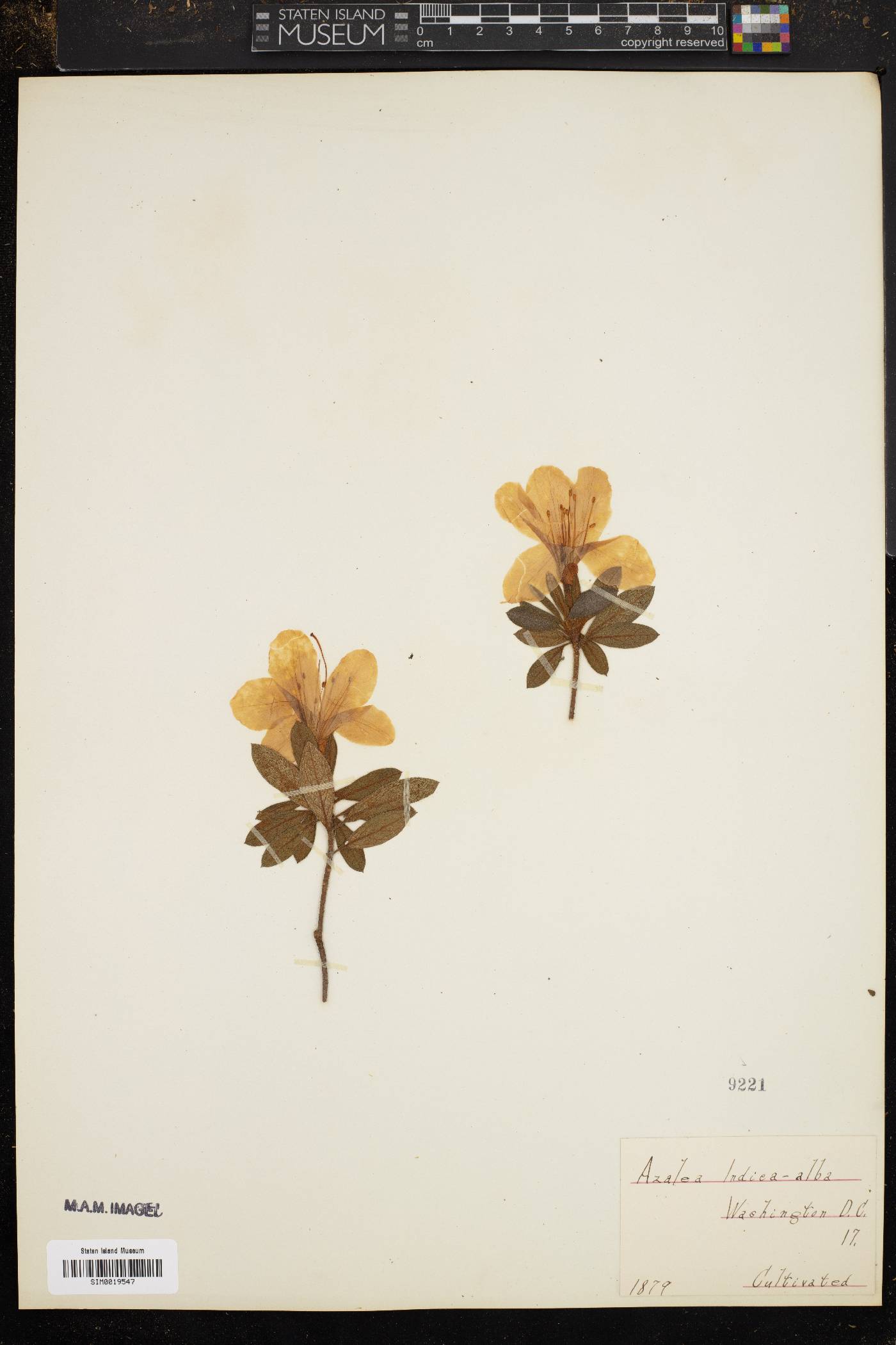 Rhododendron ripense image