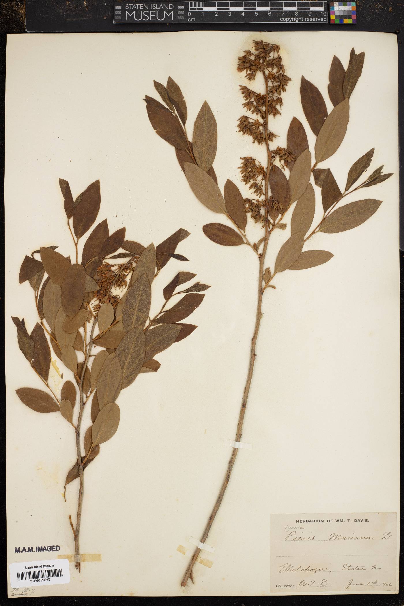 Lyonia mariana image