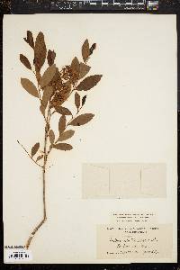 Lyonia mariana image