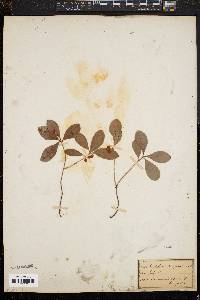 Gaultheria procumbens image