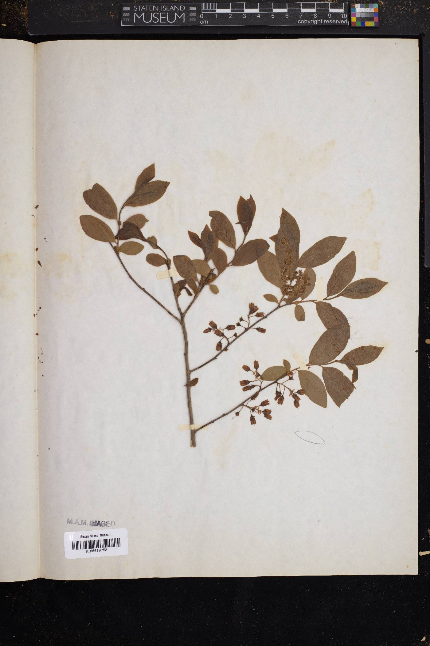 Gaylussacia resinosa image