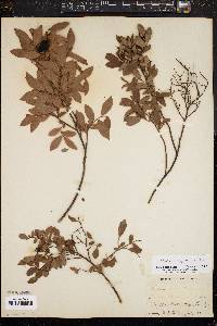 Vaccinium angustifolium image