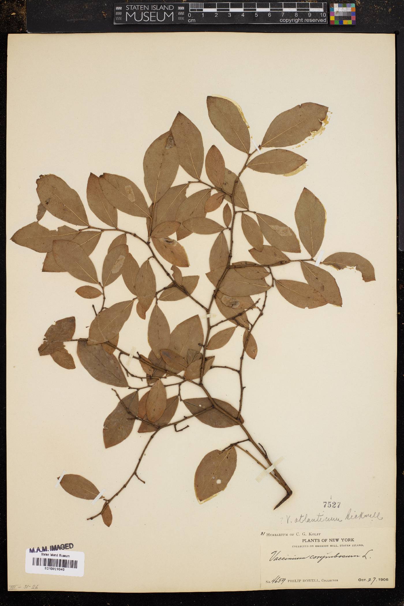 Vaccinium atlanticum image