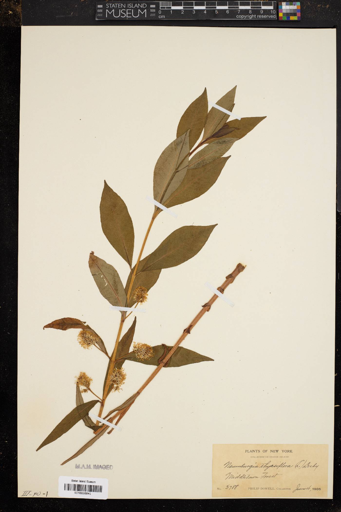 Naumburgia thyrsiflora image