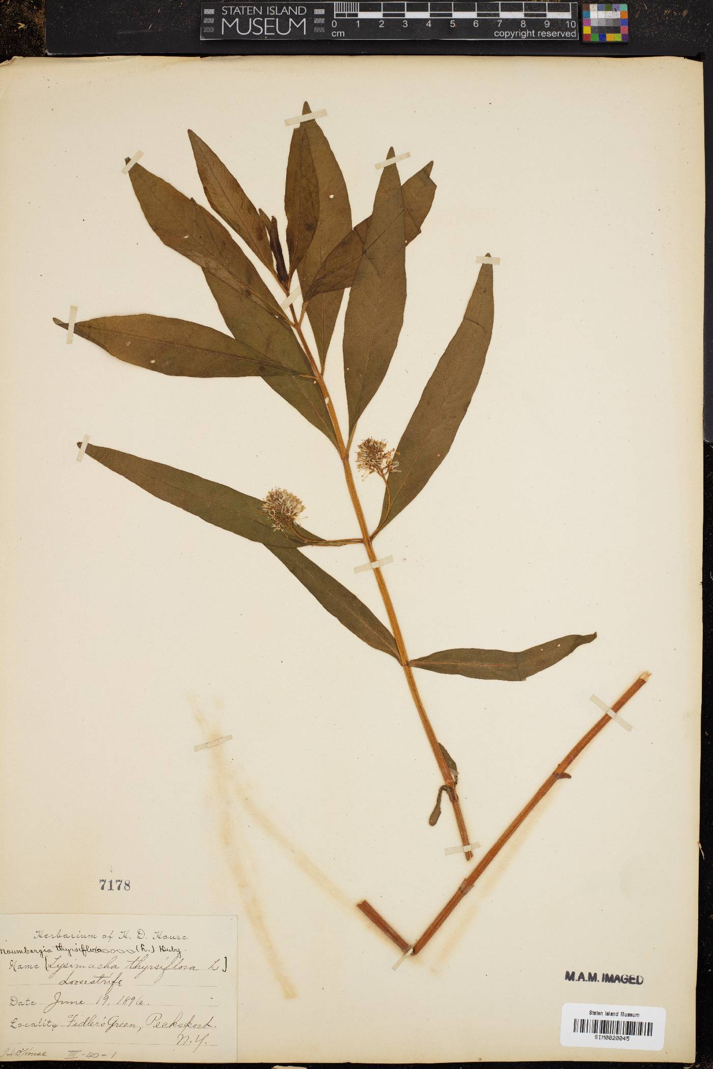 Naumburgia thyrsiflora image