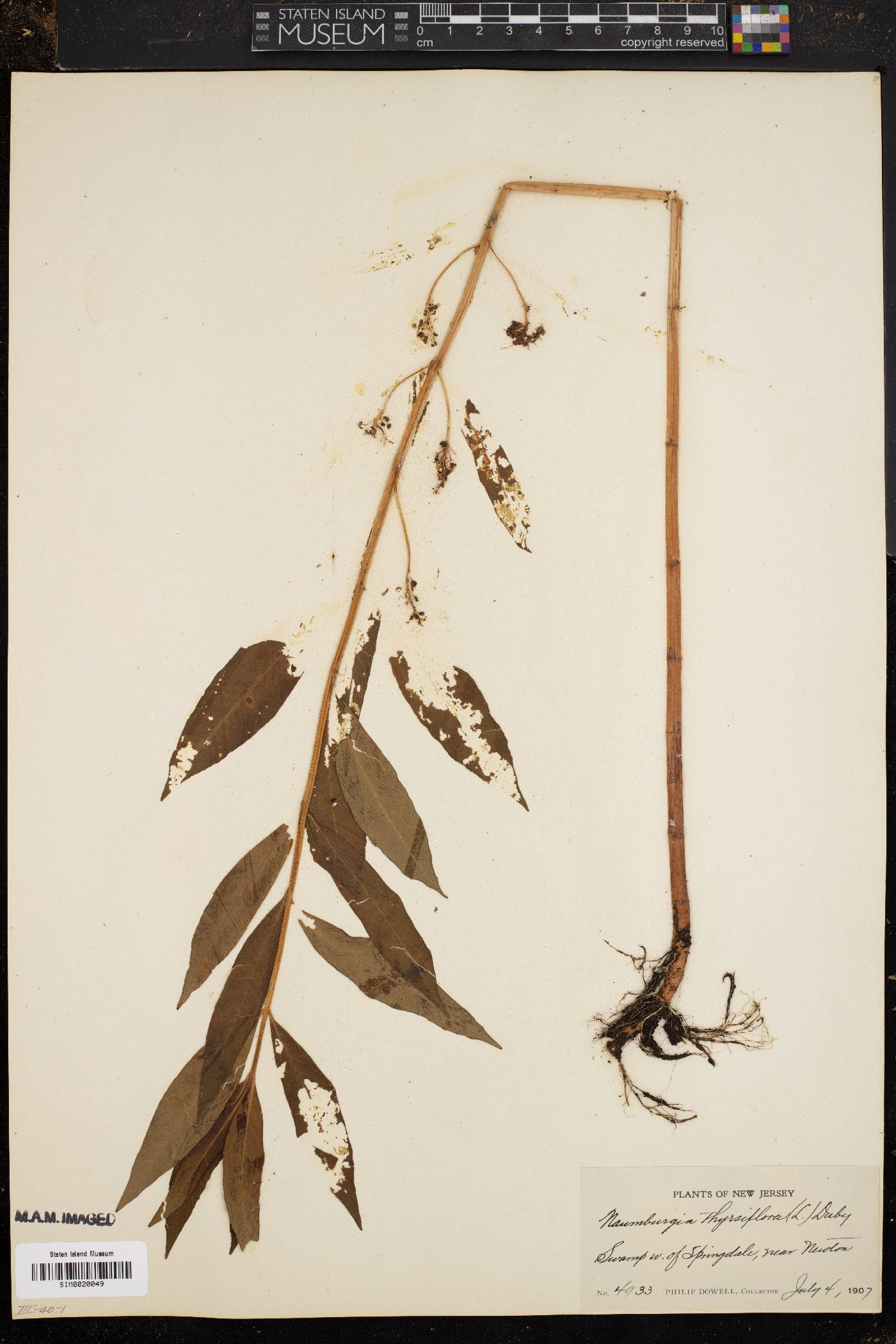 Naumburgia thyrsiflora image