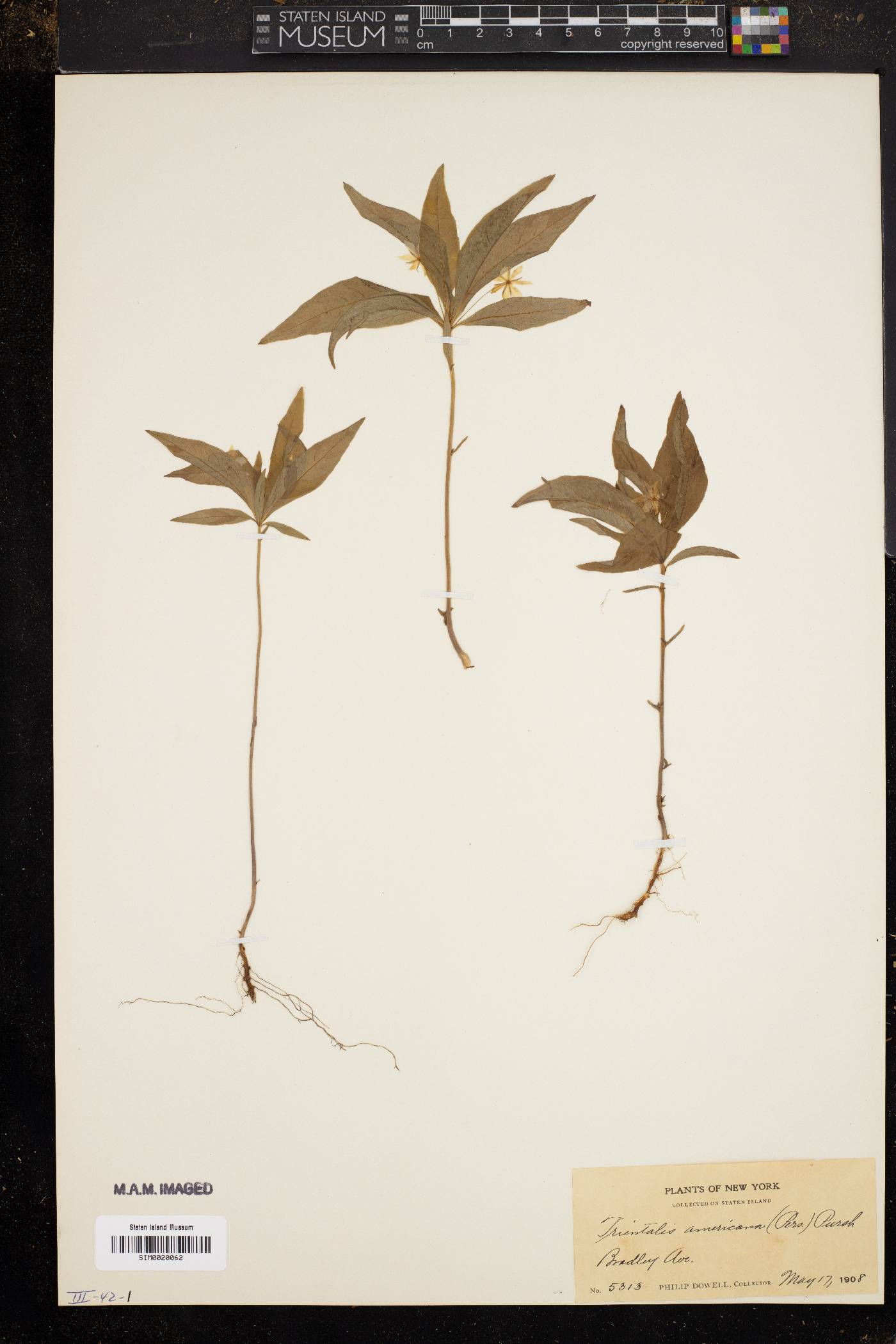 Trientalis americana image