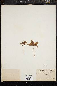 Trientalis borealis image