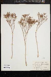 Limonium carolinianum image