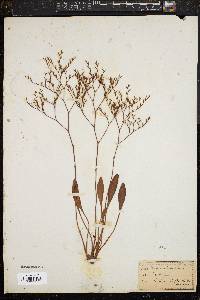 Limonium carolinianum image