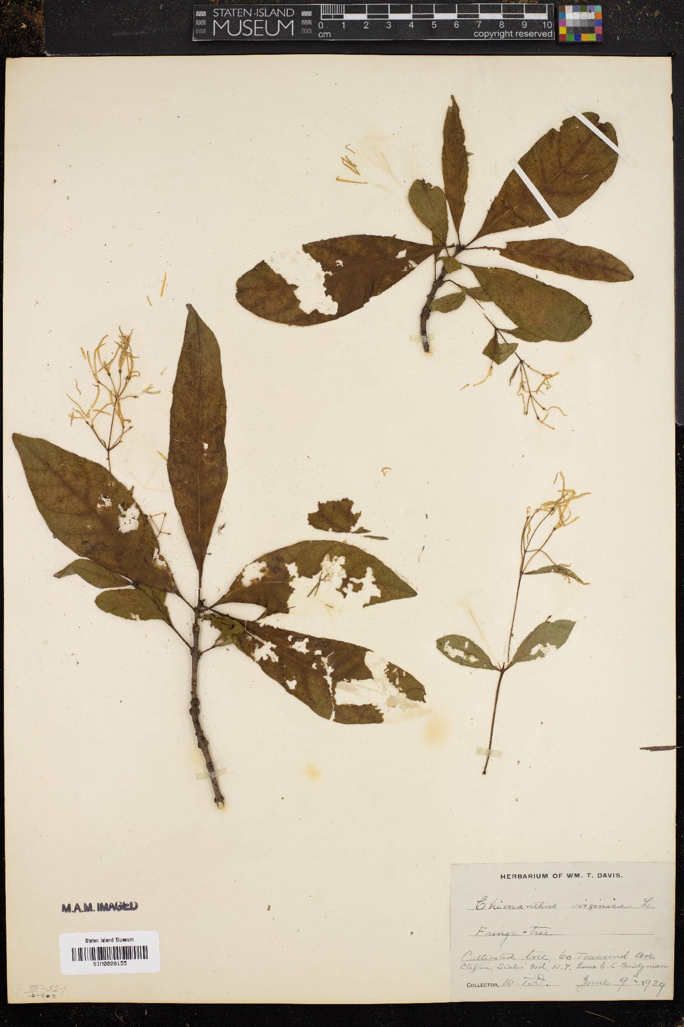 Chionanthus virginica image