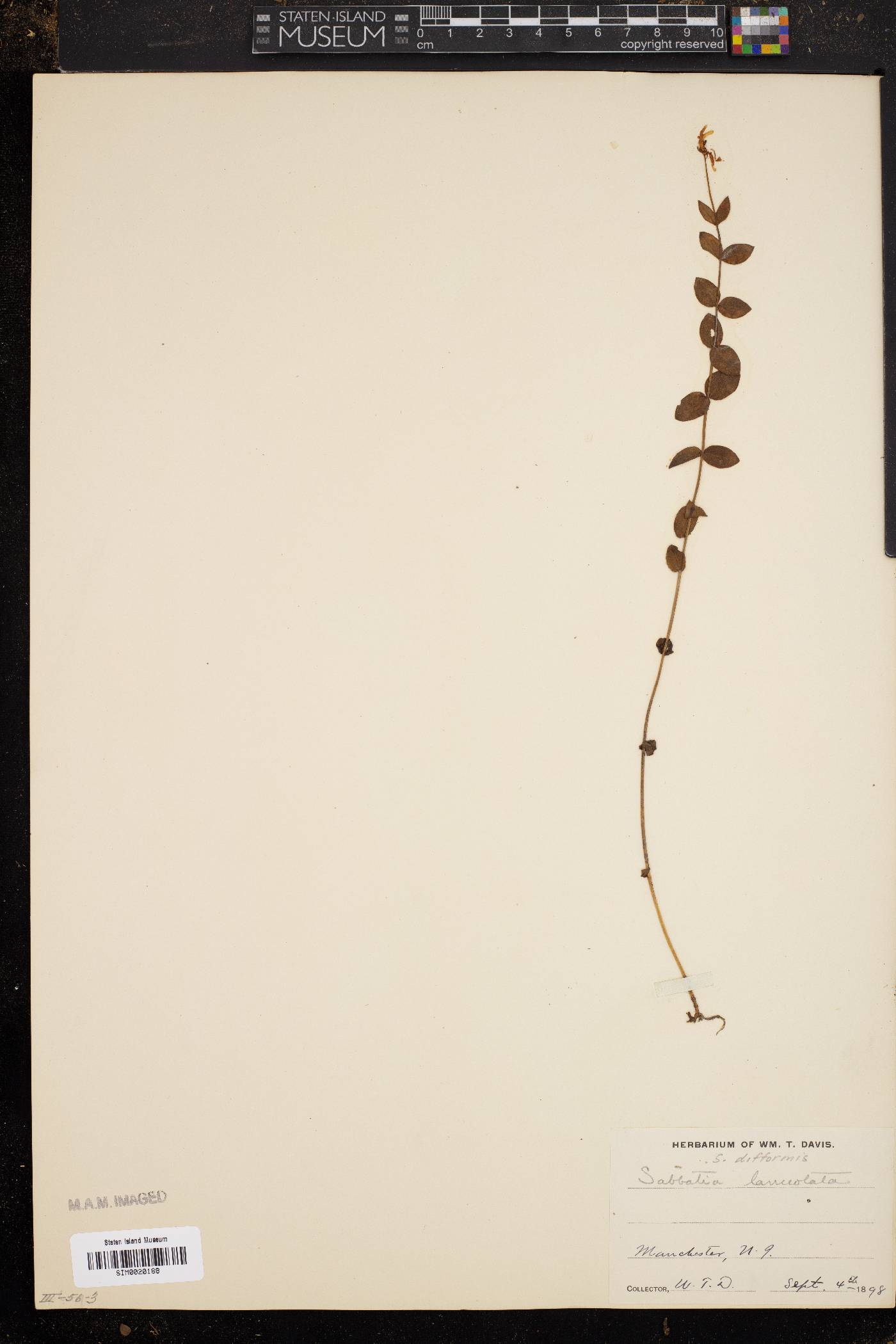Sabatia difformis image