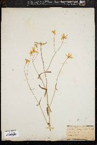 Sabatia campanulata image