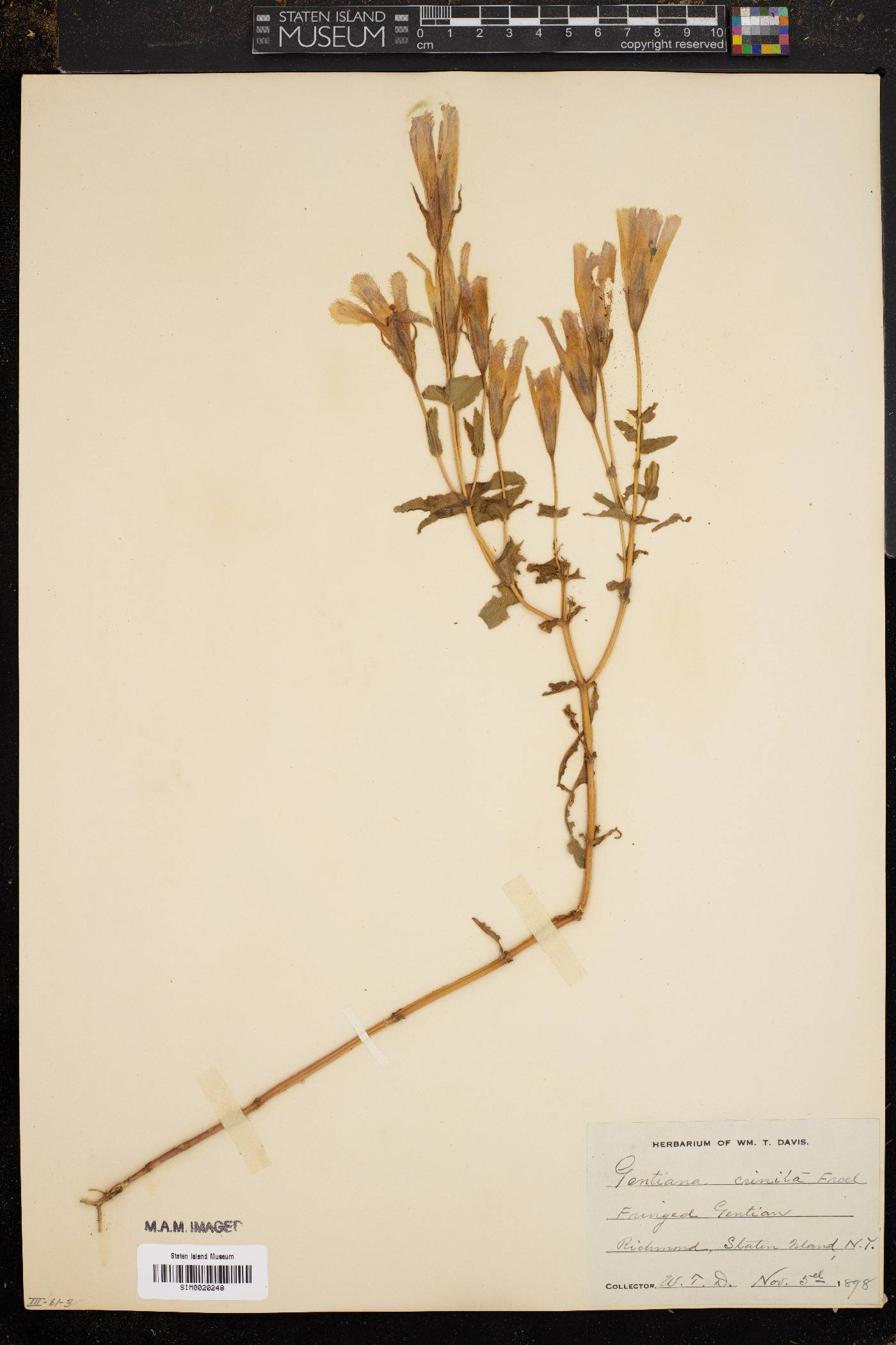 Gentiana crinita image