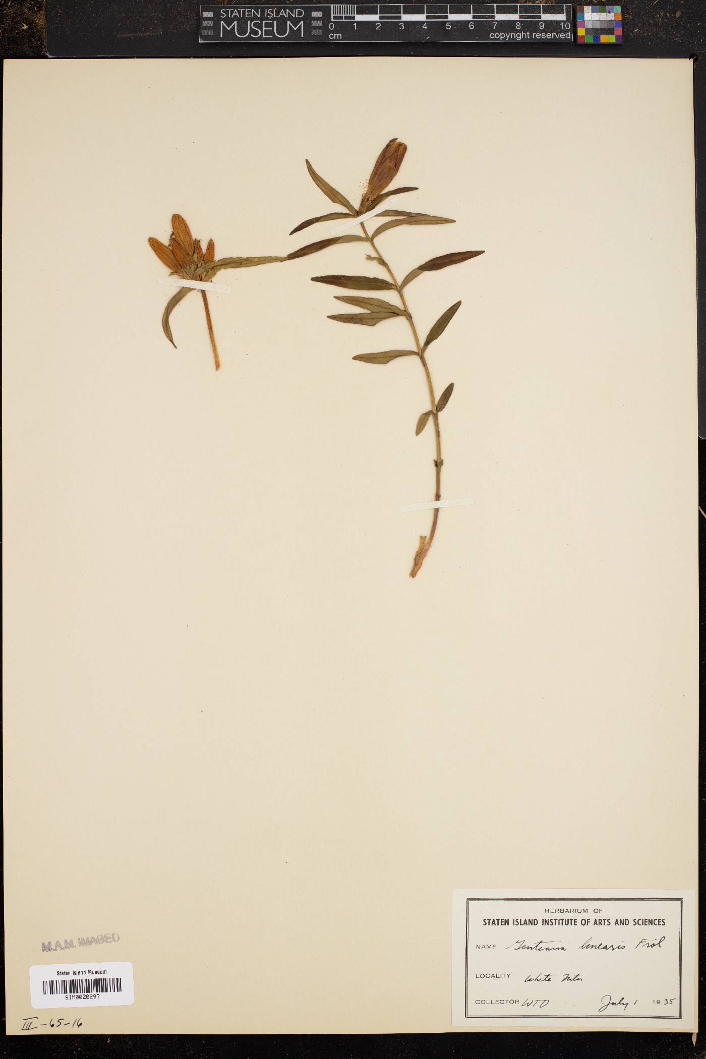 Gentiana linearis image