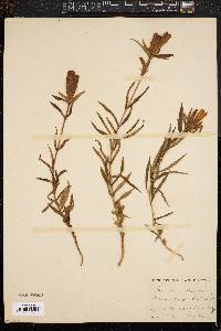 Gentiana linearis image