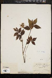 Hydrophyllum virginianum image