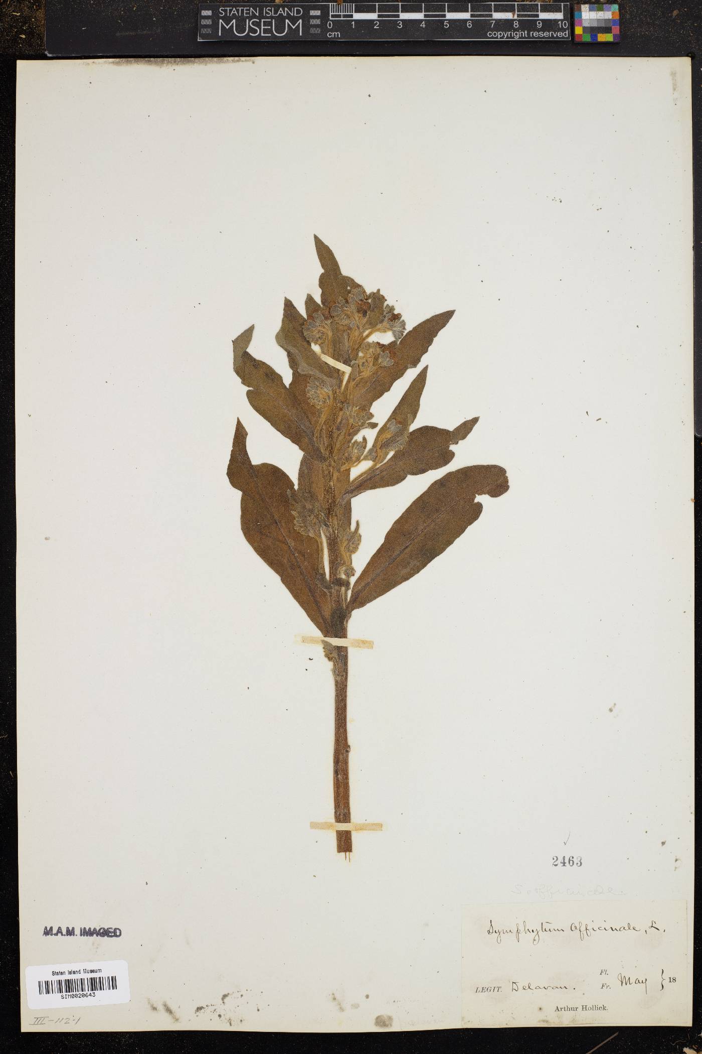 Symphytum officinale image