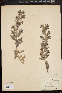 Echium vulgare image