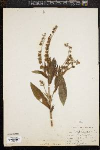 Cynoglossum officinale image