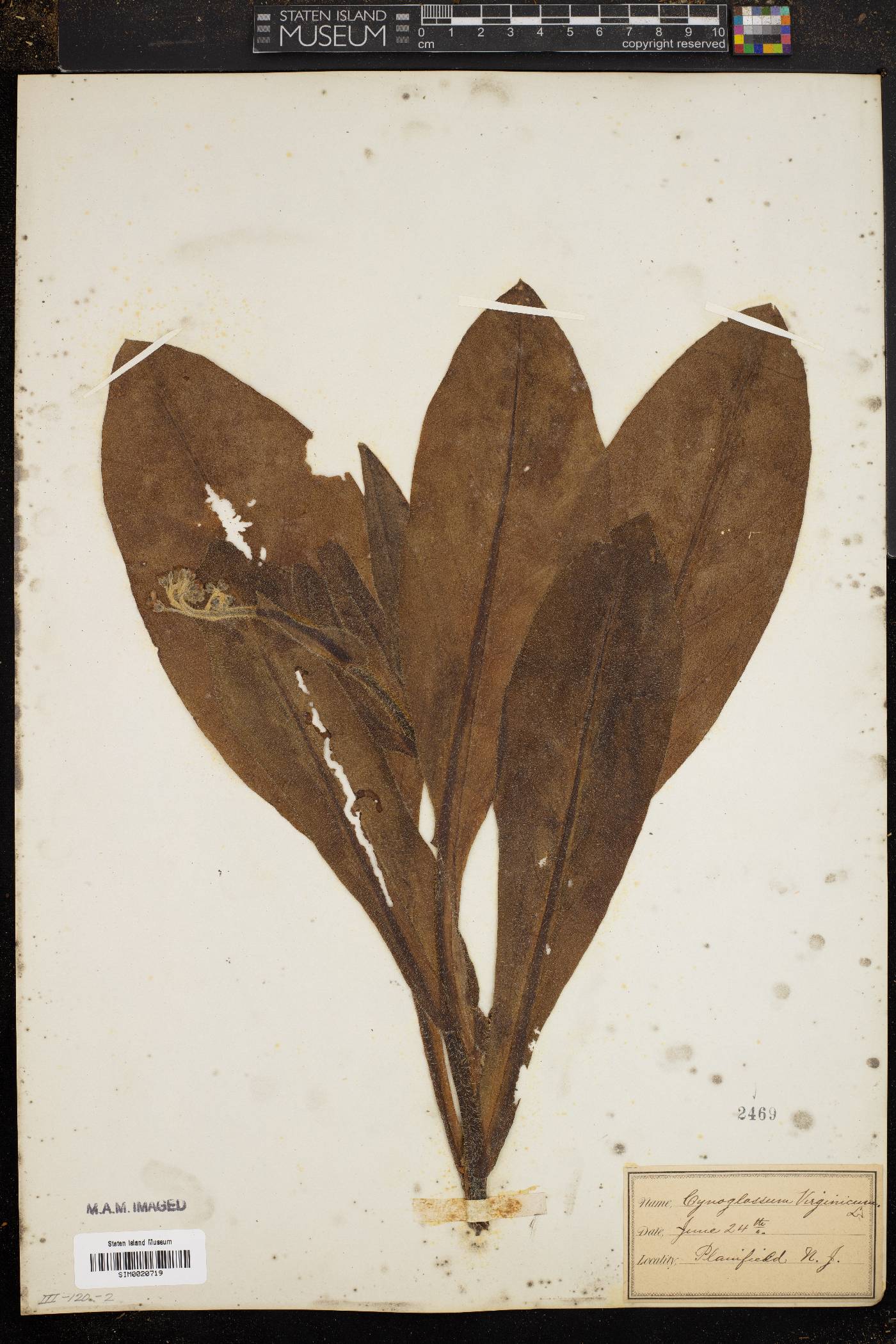 Cynoglossum montanum image