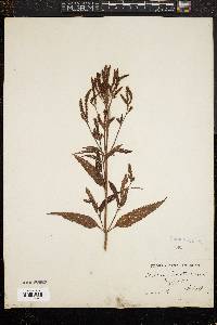 Verbena hastata image