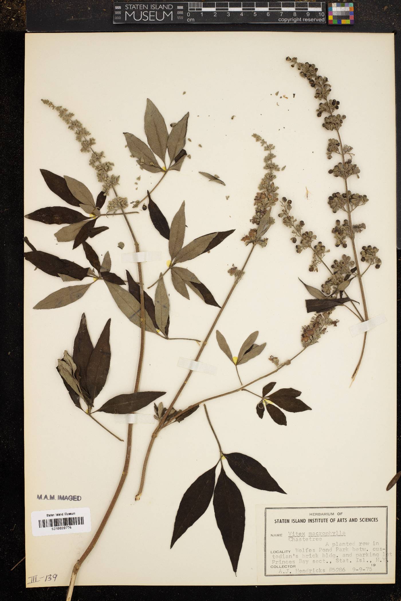 Vitex macrophylla image