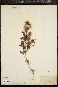 Trichostema dichotomum image