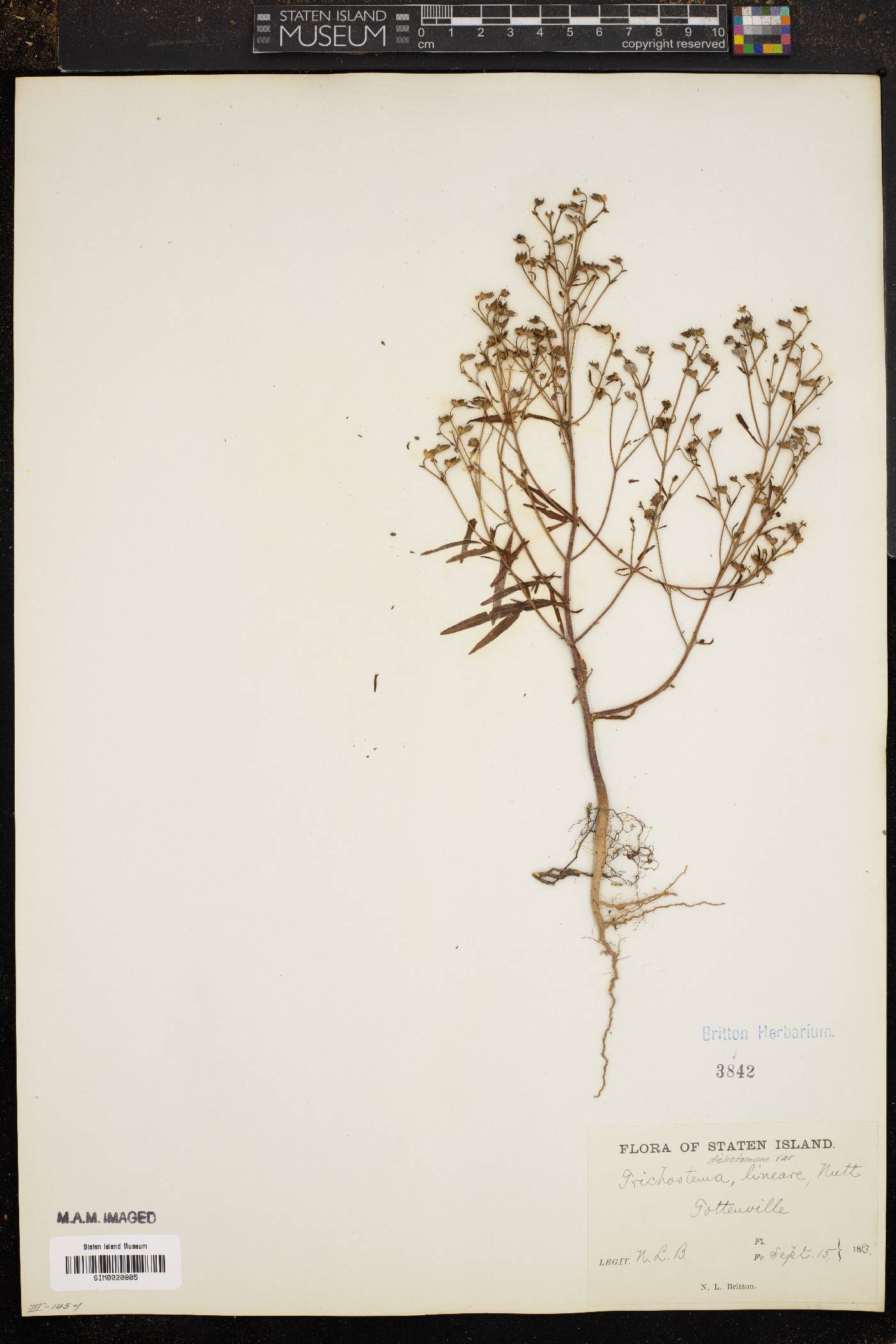 Trichostema dichotomum var. lineare image