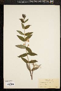 Scutellaria galericulata image