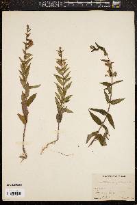 Scutellaria galericulata image