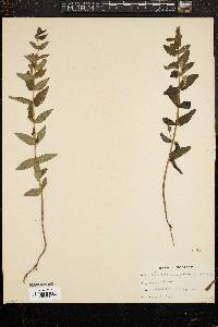 Scutellaria galericulata image