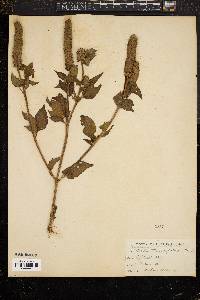 Agastache nepetoides image