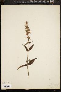 Agastache scrophulariifolia image