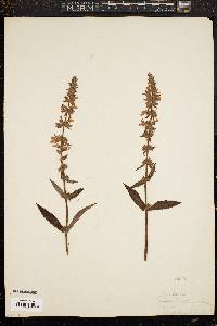 Agastache scrophulariifolia image