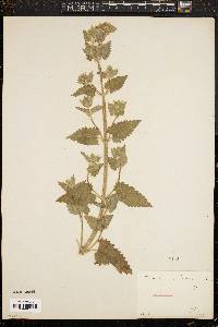 Nepeta cataria image