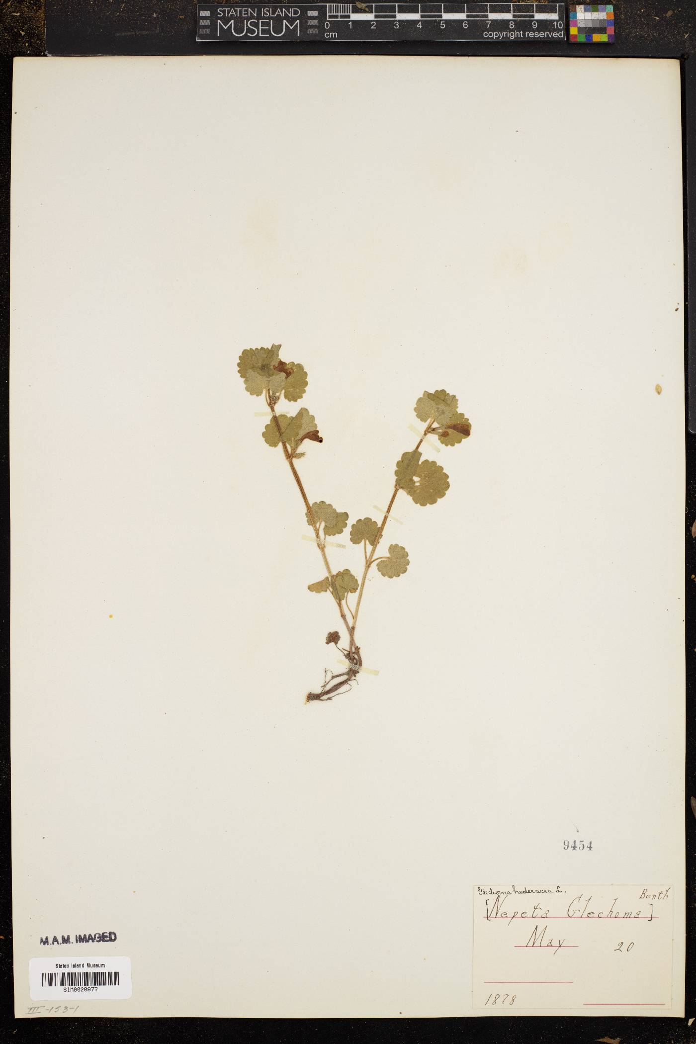 Nepeta glechoma image